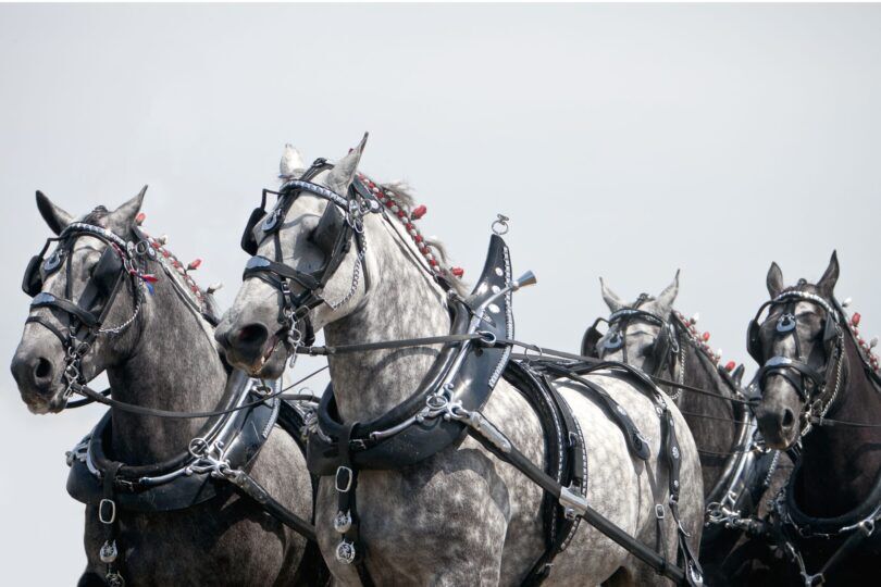 team of gray horses pulling cart
