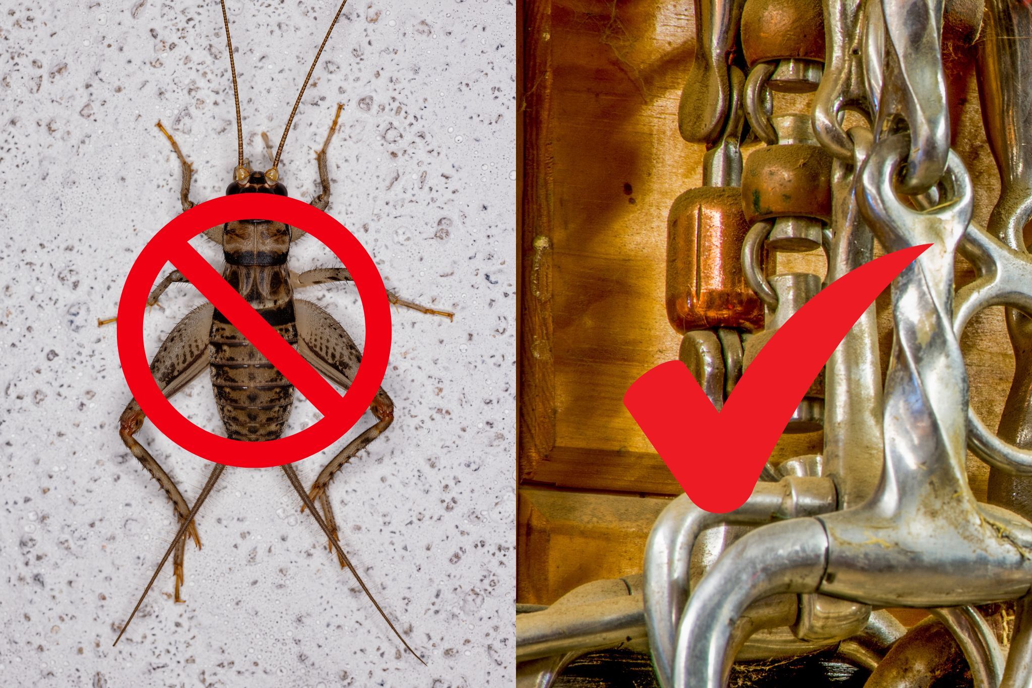 Cricket Bits & Why (Many) Horses Love Them Horse Rookie