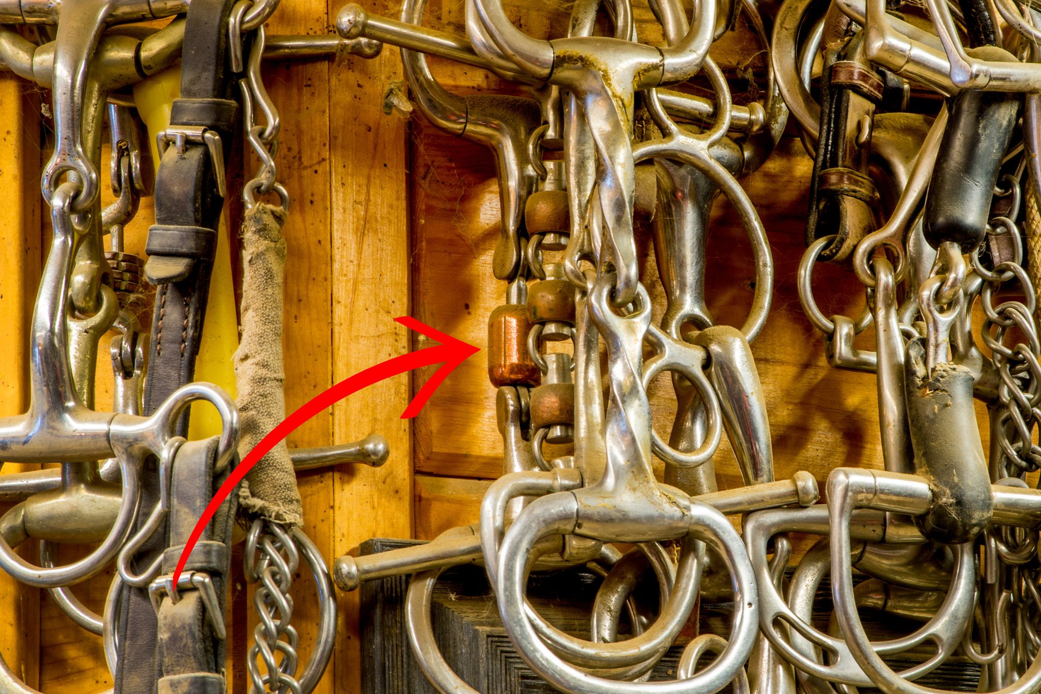 Cricket Bits & Why (Many) Horses Love Them Horse Rookie