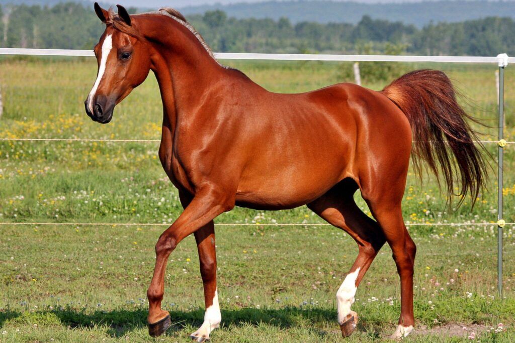 Breed Spotlight: The Ancient and Amazing Arabian Horse - Horse Rookie