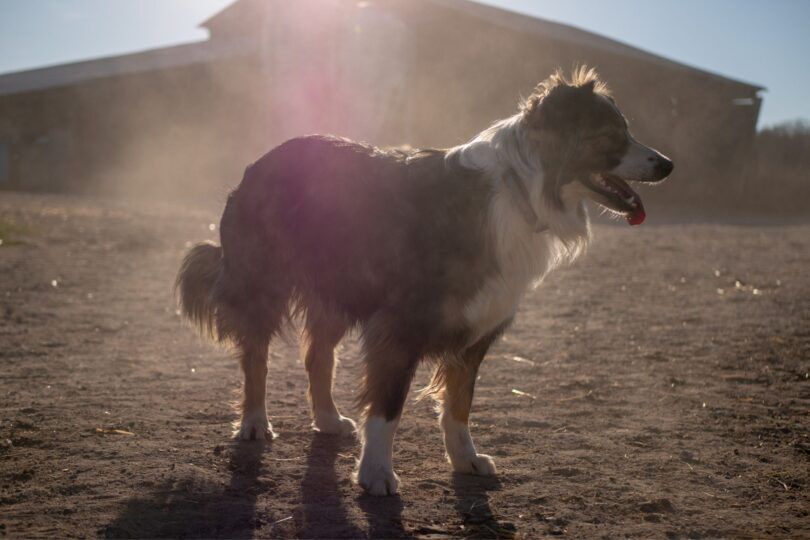 barn dog