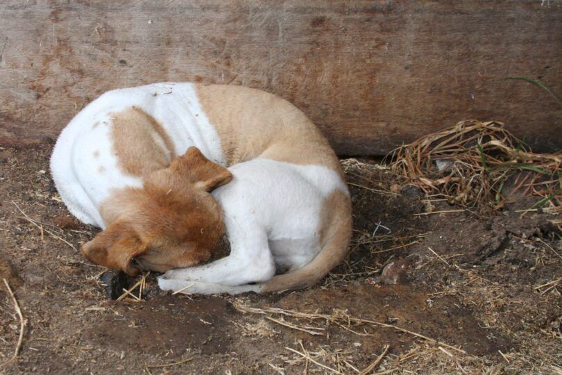 barn dog grief