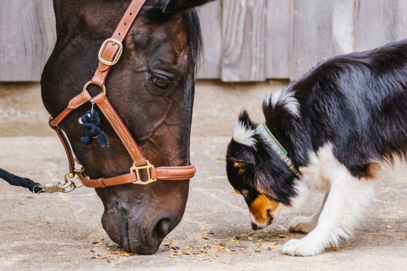 barn dog