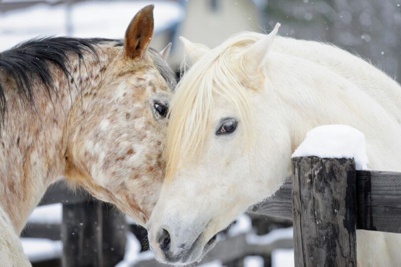 horses touching noses over fence