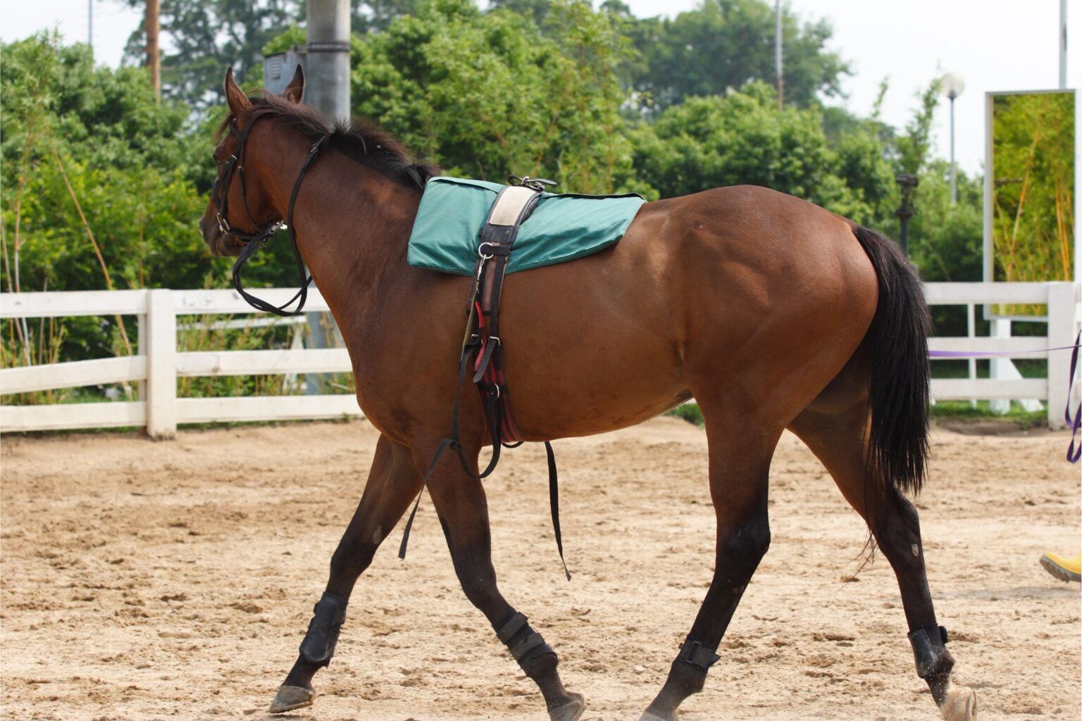 WHAT IS POSITIVE REINFORCEMENT HORSE TRAINING visual data 5