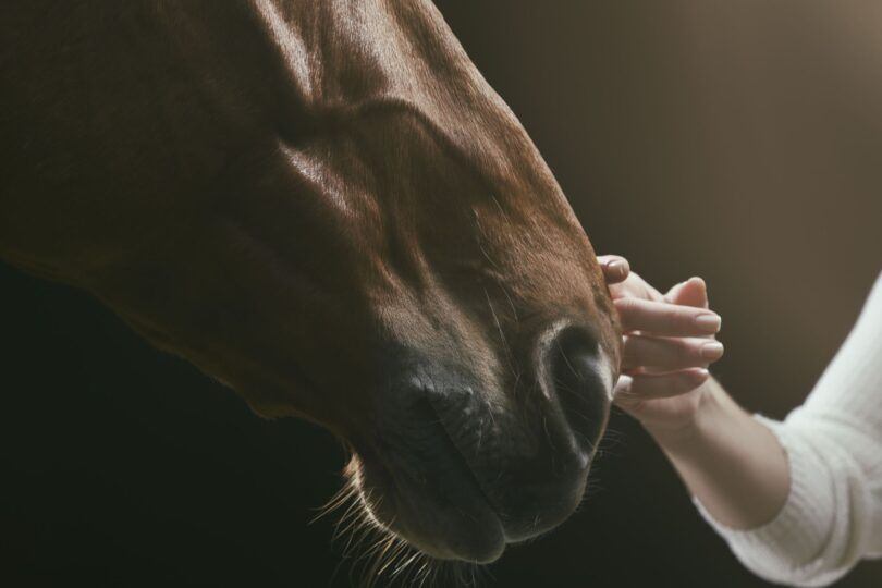 Human hand touching horse nose