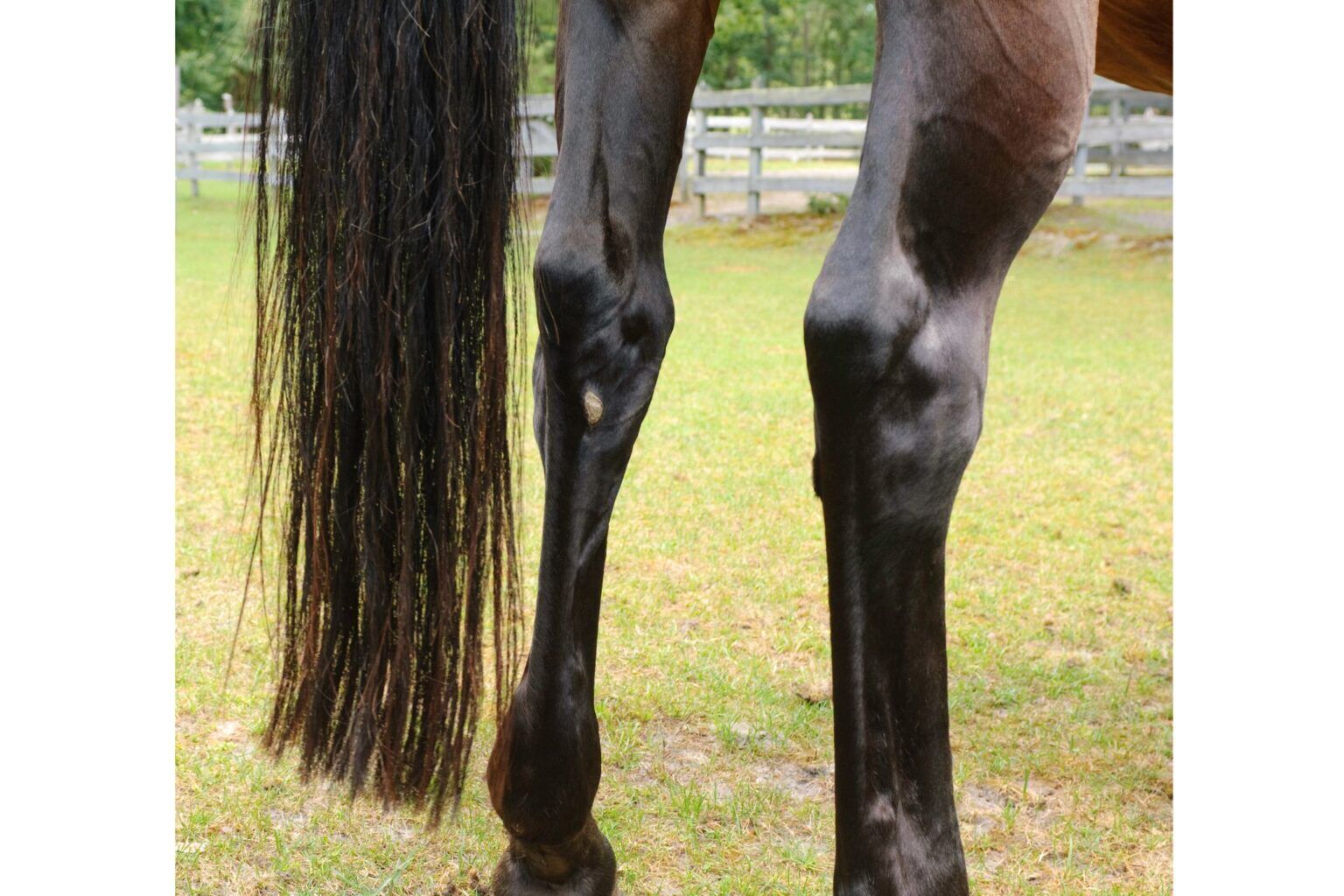 Horse Lameness Lingo (Simple Beginner's Glossary) Horse Rookie