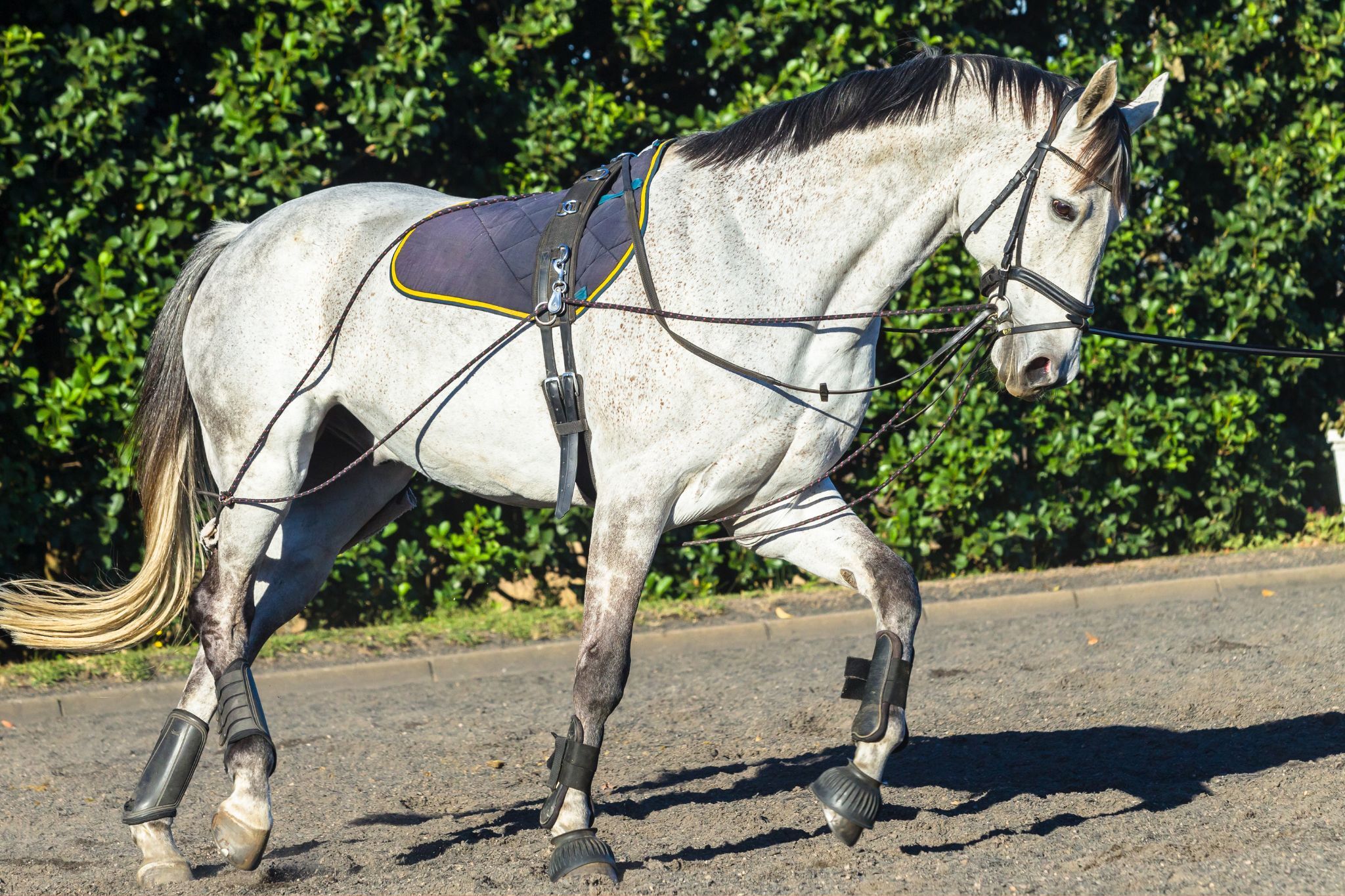 Get Pumped! Horse Conditioning Just Got Easier - Horse Rookie