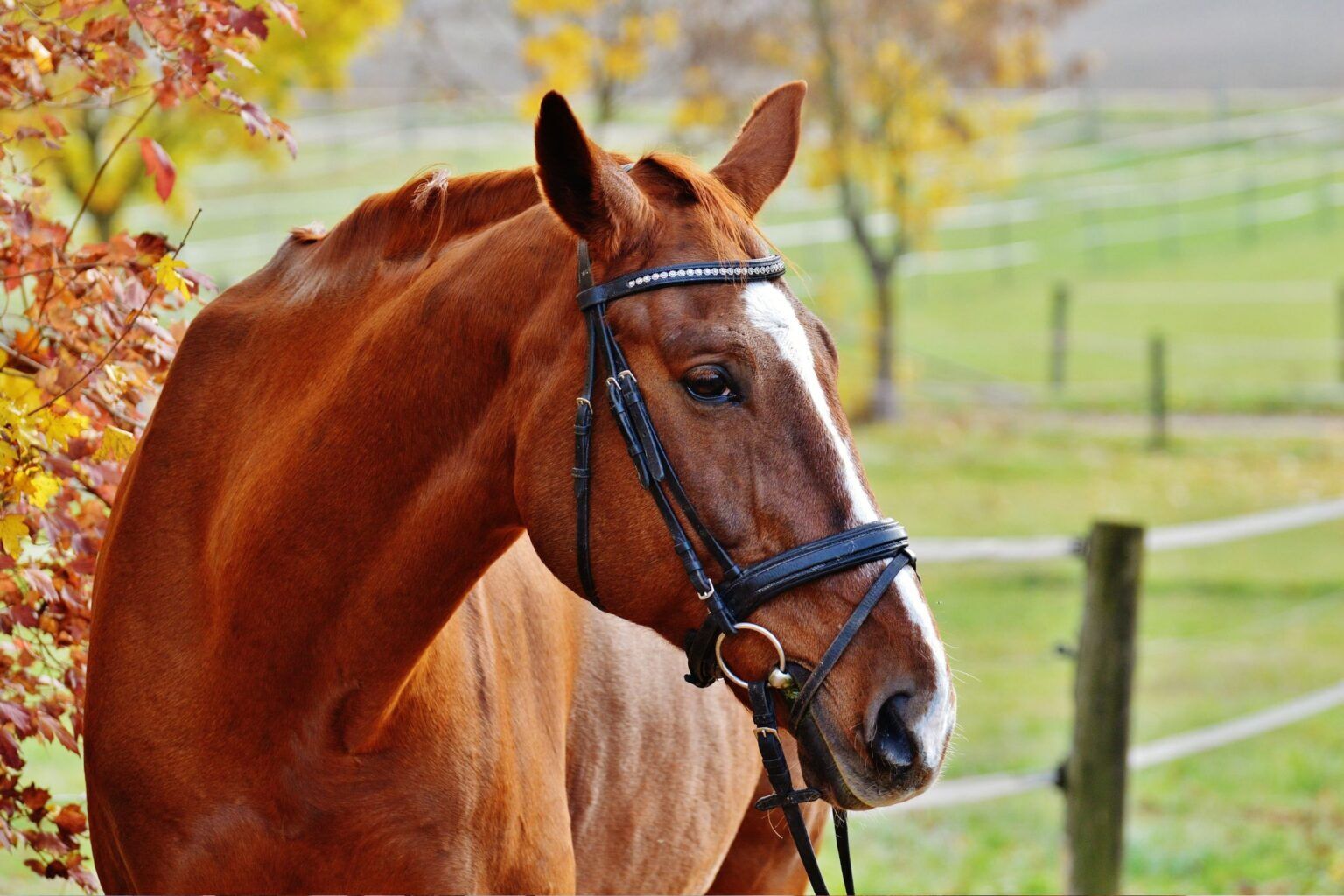 Safe vs. Scared Mindset - Horse Rookie