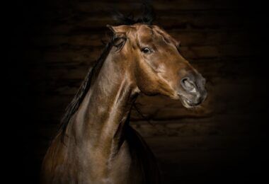 Heavyweight Champs: 5 Best Horses for Larger Riders - Horse Rookie