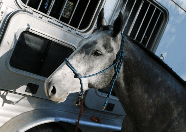 gray horse tied to trailer