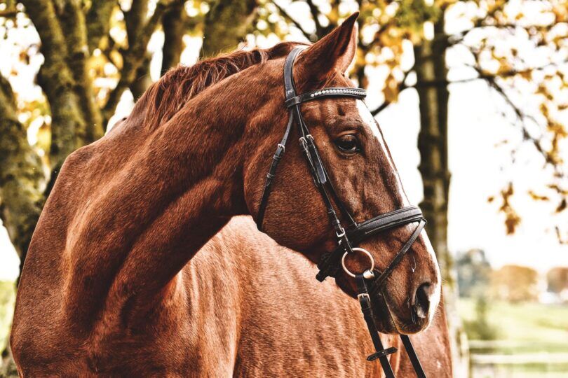 chestnut horse in black bridle