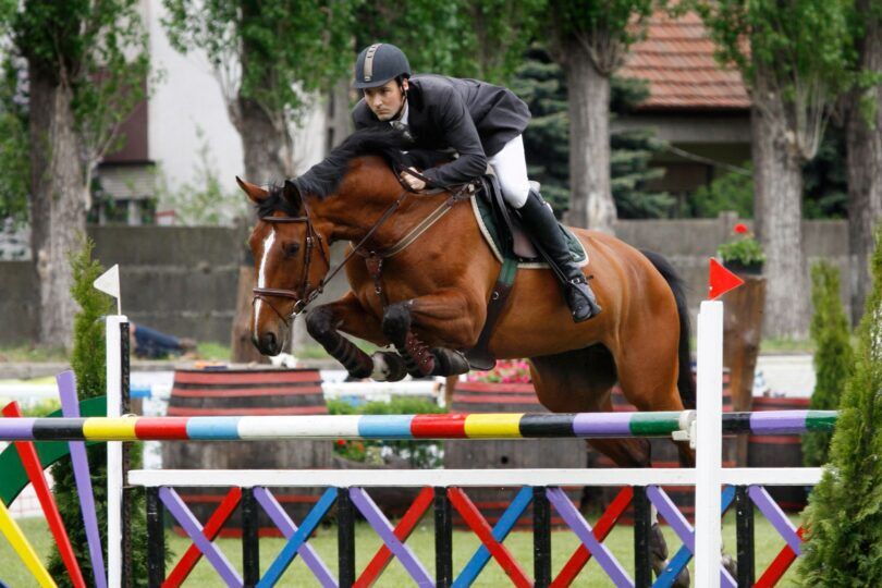 bay horse jumping colorful fence