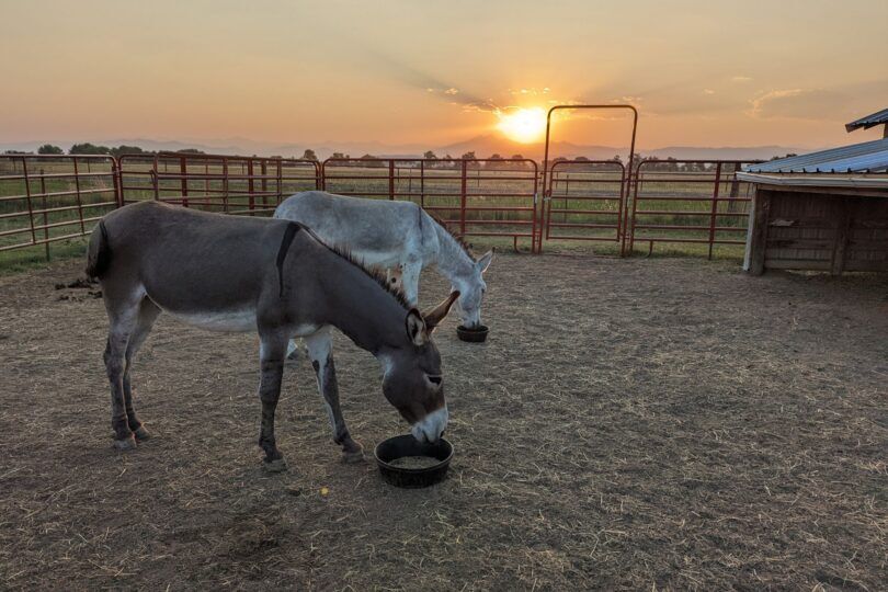 two donkeys eating at sunset