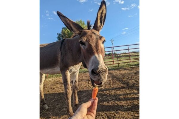 carrot for donkey