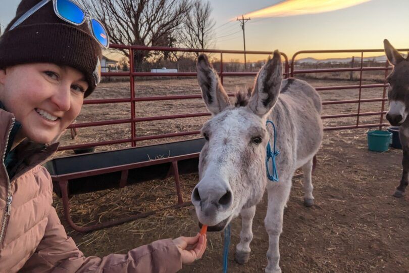 donkey taking a carrot as a treat at sunset