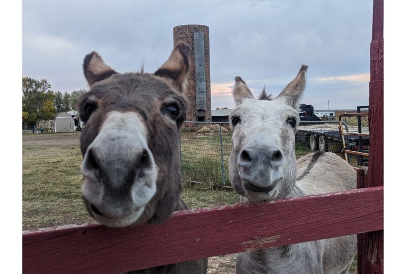 two donkey noses