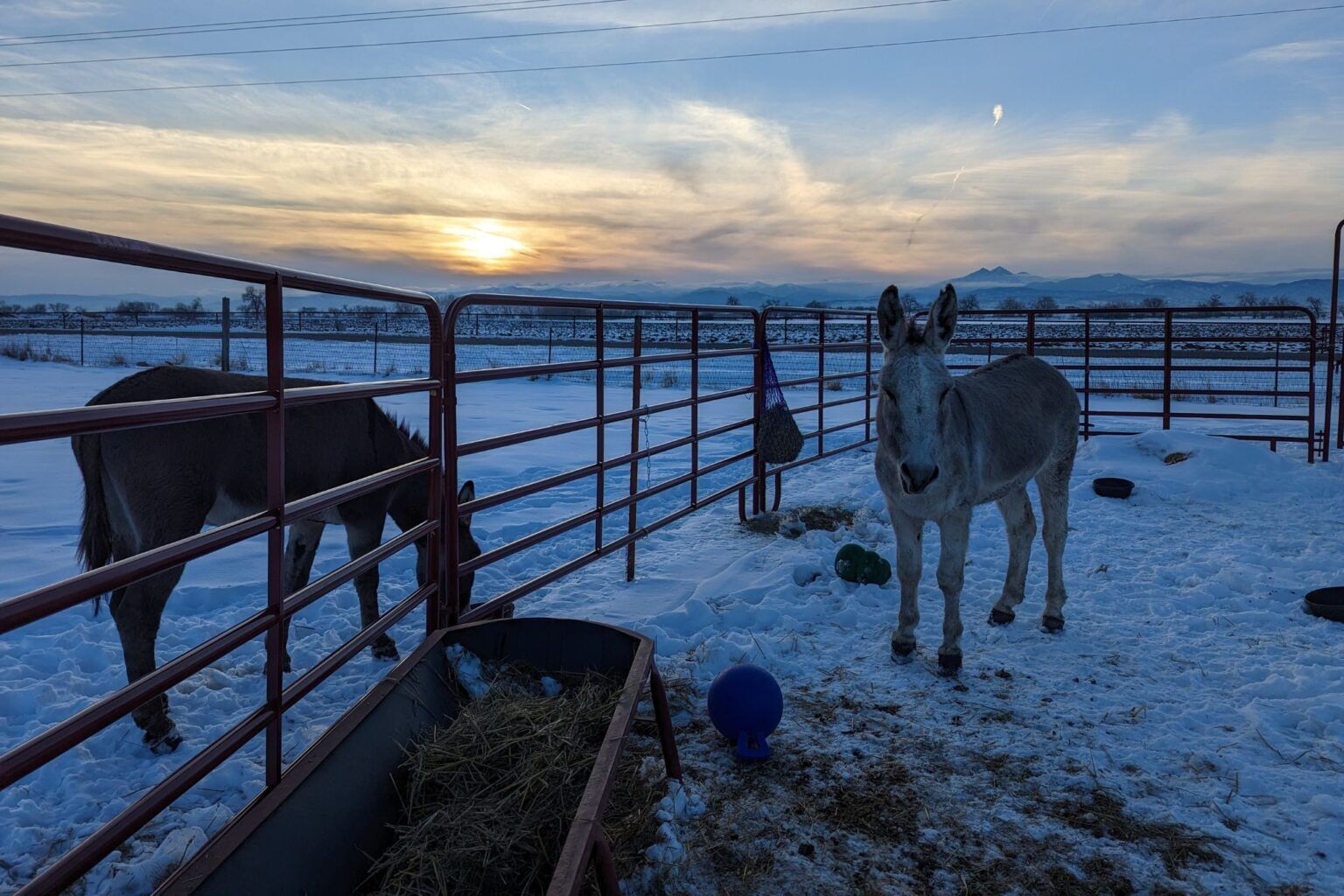 Donkey Care in Extremely Cold Conditions - Horse Rookie