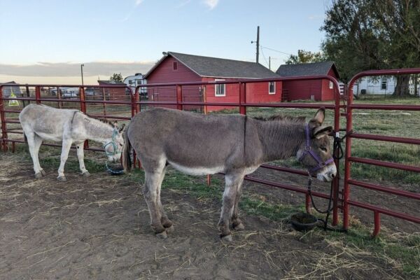 Two donkeys eating