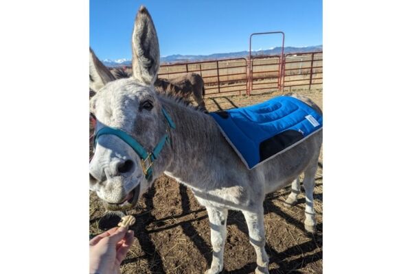 donkey eating animal cracker