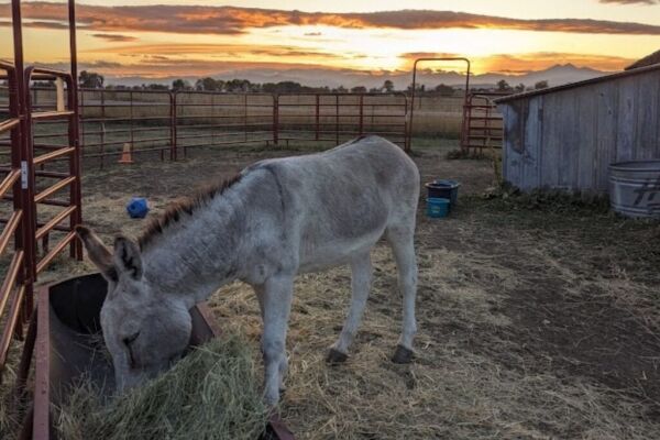 donkey eating at sunset