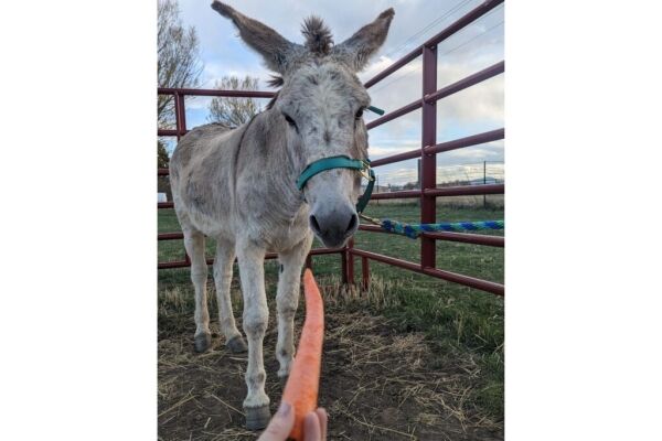 donkey and carrot