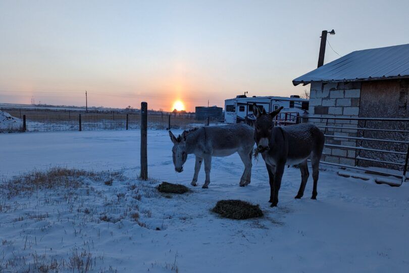 donkeys eating hay at sunrise