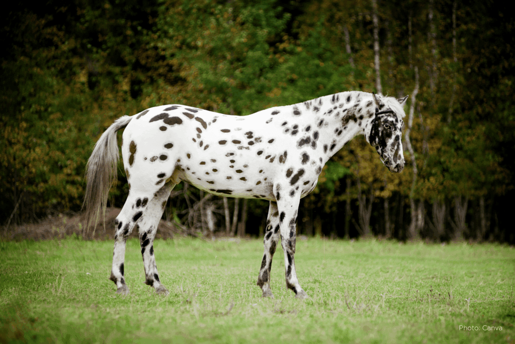 How to Tell If a Horse Sale Listing Is Too Good to Be True Horse Rookie