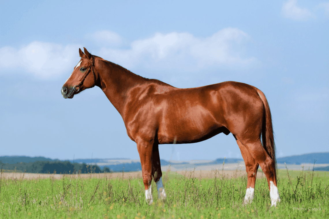 How to Tell If a Horse Sale Listing Is Too Good to Be True Horse Rookie